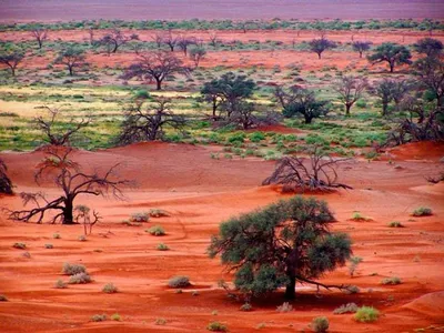 Фото: Пустыня Калахари: величественные пейзажи на кадрах