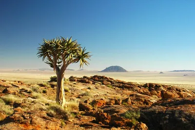 Фото: Пустыня Калахари: удивительные моменты на фотографиях