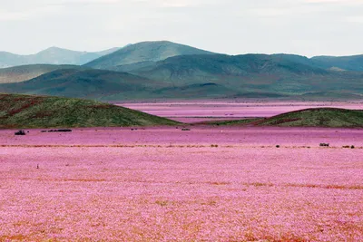 Пустыня калахари фотографии