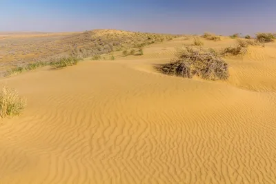 Пустыня каракум  фото