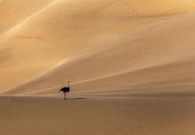 Пустыня Намиб: Изображения, которые стоит сохранить