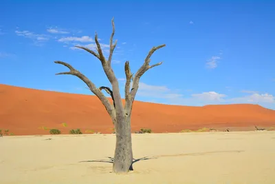 Изображения Пустыни Намиб в формате JPG
