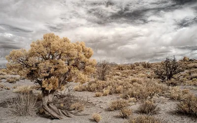 HD изображения пейзажей: золотые оттенки пустынных дней