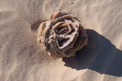 Изображение пустынной розы с каплями росы