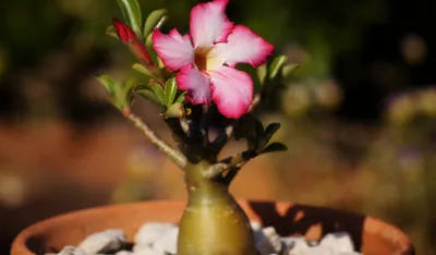Фотка пустынной розы в макро-съемке