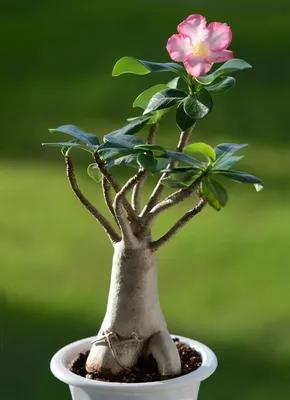 Изображение пустынной розы в высоком разрешении