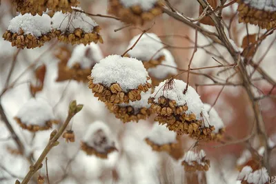 Красивая картинка Пузыреплодника в зимнем пейзаже