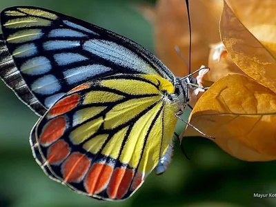 Фото многоцветной радужной бабочки в формате WebP