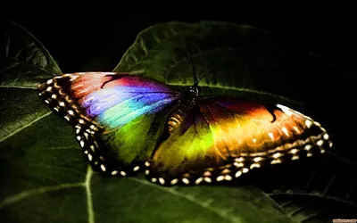 Красивая радужная бабочка на фото