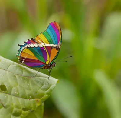 Картинка радужной бабочки для использования на сайте