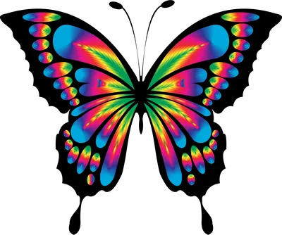 Фото большой радужной бабочки в формате JPG