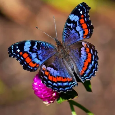 Картинка радужной бабочки для скачивания в формате PNG