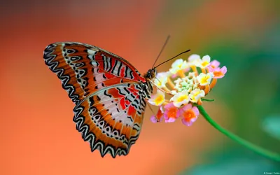 Интересное изображение радужной бабочки в формате WebP