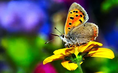 Фотография радужной бабочки с выбором размера