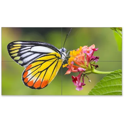 Фотография яркой радужной бабочки для использования на сайте