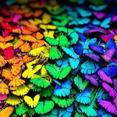 Удивительное изображение радужной бабочки в формате WebP
