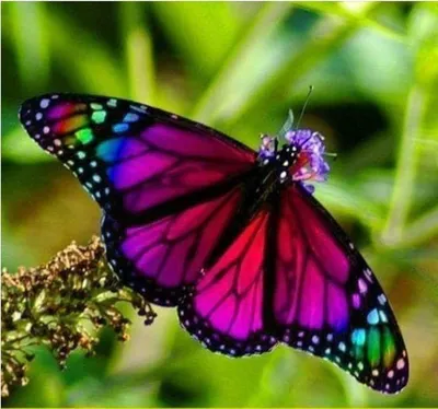 Фотография радужной бабочки для использования на веб-странице