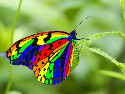 Фото радужной бабочки в высоком разрешении