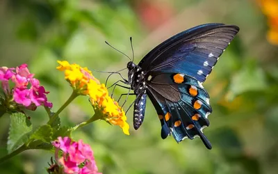 Фотография радужной бабочки для использования в коммерческих целях