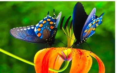 Изображение красивой радужной бабочки