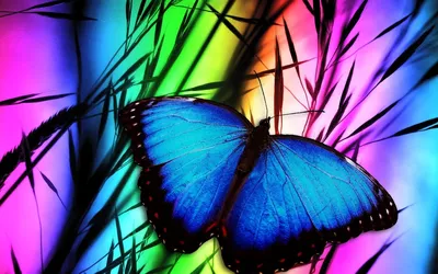 Уникальная картинка радужной бабочки на фото в формате PNG для скачивания