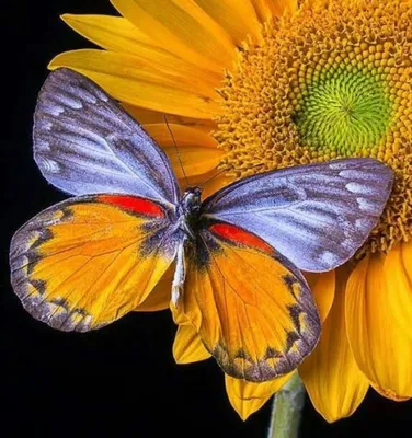 Фотография радужной бабочки для печати