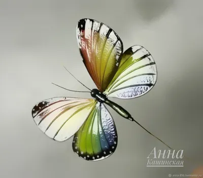 Фотография яркой радужной бабочки для использования в медиапроекте с возможностью выбора формата