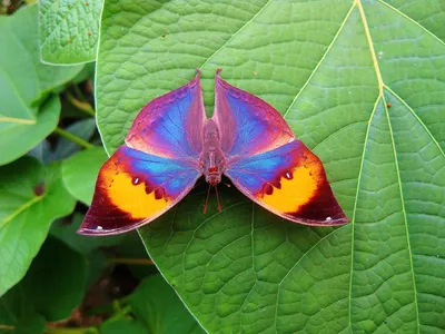 Фотография радужной бабочки с возможностью выбора размера на фото для использования в медиапроекте