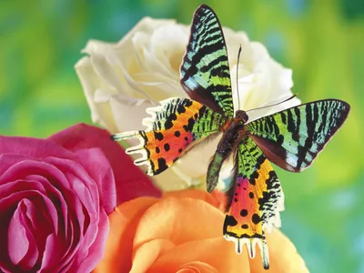 Фотография радужной бабочки для использования на веб-странице с выбором размера на фото