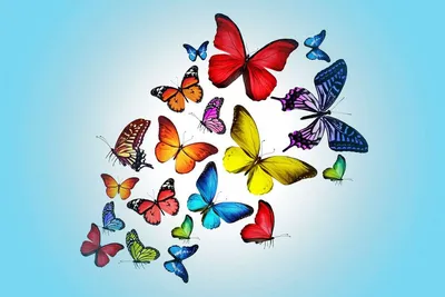 Картинка радужной бабочки для скачивания в формате WebP для использования на веб-страницах с различными размерами