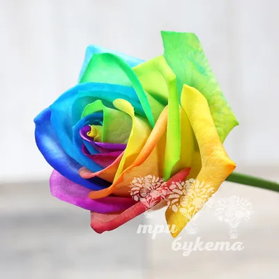 Розы, наполненные красками радуги, доступны для скачивания в форматах jpg, png, webp