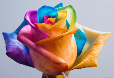 Чудесные радужные розы на ваш выбор: jpg, png, webp