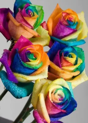 Удовлетворите свою жажду красок с радужными розами на фото