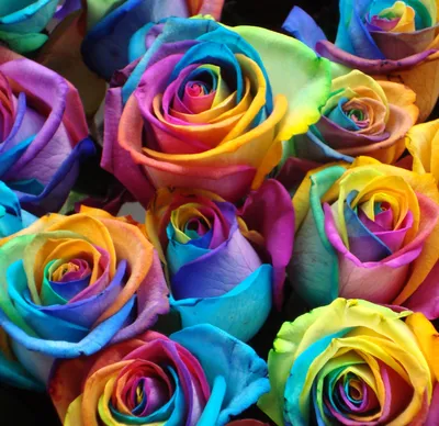 Забыть о серых буднях помогут фото радужных роз