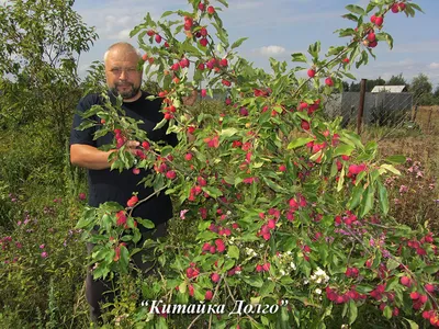 Дерево с райскими яблоками: красочные фото для вашего удовольствия