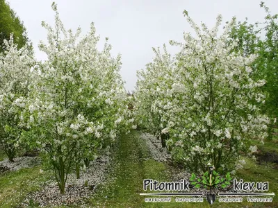 Волшебное Райское яблочко дерево: красота, которую нельзя пропустить.