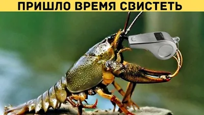 Загадочные взгляды на гору Рак на горе свистит в фотографиях