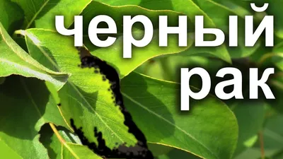 Рисунок рака плодовых деревьев в стиле арт