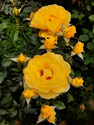 Изображение розы Рак для скачивания в png, размер S