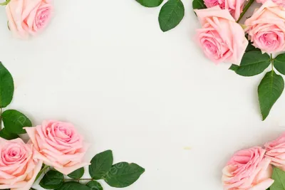 Фото рамки для розы: неповторимые варианты для каждого