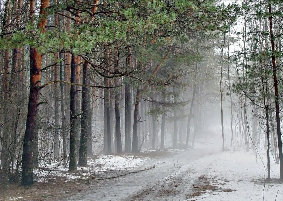 Весенний лес