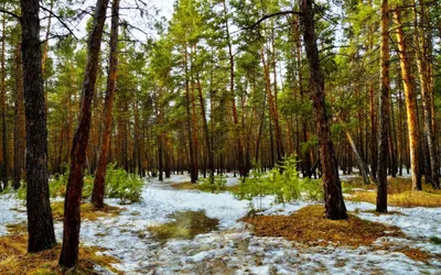 Фотографии лесной природы во время ранней весны