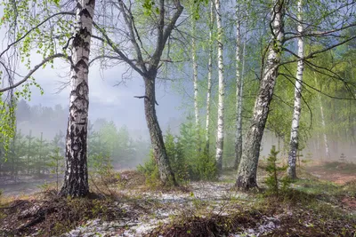 Идиллические виды леса в раннюю весну (бесплатно)