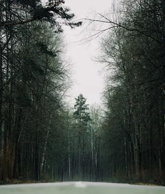 Фото леса во время ранней весны (бесплатно)