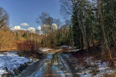 Обои на телефон с фотографией ранней весны в лесу