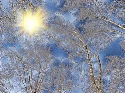 Искусство зимы: Фотографии, которые станут прекрасным украшением вашего сайта