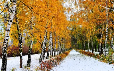 Природа в белом: Замечательные моменты Ранней зимы на фотографиях