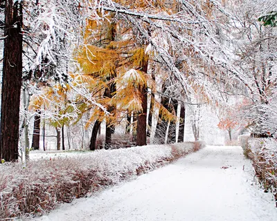 Зимний мир: Фотографии Ранней зимы для разнообразия ваших проектов