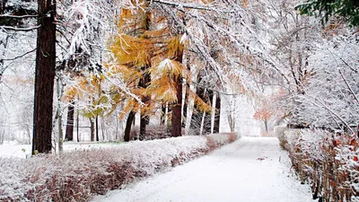 Ледяные шедевры: Красота Ранней зимы на вашем экране