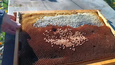 Пчелы на фото: узнайте больше о расплоде и их роли в улье